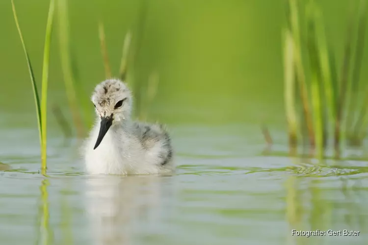 Tentoonstelling: De kwetsbare natuur in museum Heerenveen