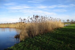 Riet verlicht door het zonlicht in de wijk Skoatterwald