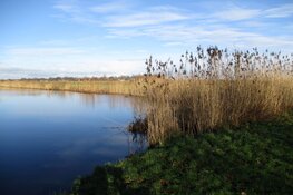 Riet verlicht door het zonlicht in de wijk Skoatterwald