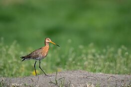 Aanvalsplan Grutto eindelijk van start door financiële impuls