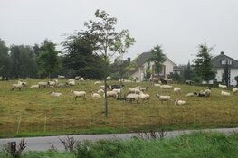 Grazende schaapskudde in wijk Skoatterwald