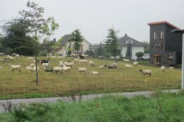 Grazende schaapskudde in wijk Skoatterwald