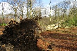 Stormschade Heerenveen en Oranjewoud in beeld
