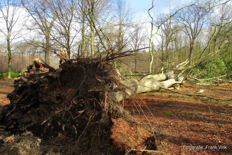 Stormschade Heerenveen en Oranjewoud in beeld