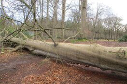 Stormschade Heerenveen en Oranjewoud in beeld