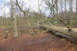Stormschade Heerenveen en Oranjewoud in beeld