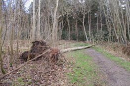 Stormschade Heerenveen en Oranjewoud in beeld