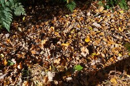 Fraaie herfstkleuren in de bossen van Oranjewoud!