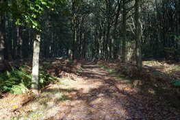 Fraaie herfstkleuren in de bossen van Oranjewoud!
