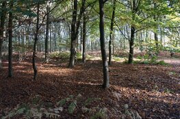 Fraaie herfstkleuren in de bossen van Oranjewoud!