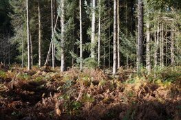 Fraaie herfstkleuren in de bossen van Oranjewoud!