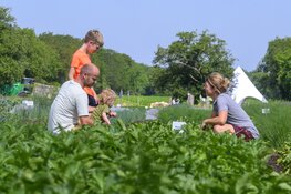 Veel belangstelling voor open dag zelfoogsttuin Nieuwehorne
