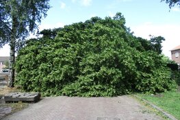 Aanzienlijke stormschade in Heerenveen door o.a. omgevallen bomen