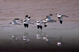 Geld voor maatregelen en onderzoek naar Wadvogelpopulaties