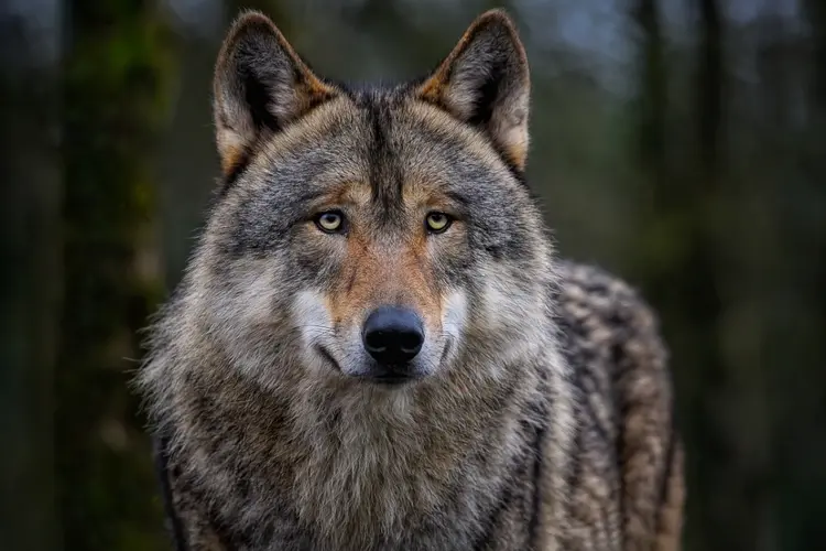 Oproep voor meer handelingsperspectief beheer wolf