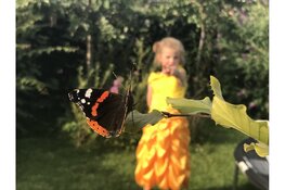 Tuinvlindertelling komt er weer aan