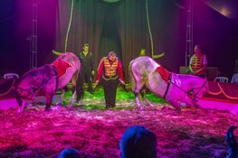 Circus Bossle komt wederom naar Heerenveen!