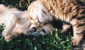 Het is vandaag wereld dierendag