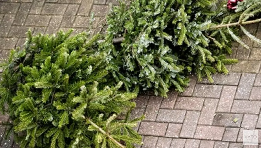 Inzameling kerstbomen start 7 januari