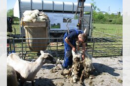 Schaapscheerdag schaapskudde Heerenveen druk bezocht