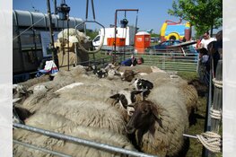 Schaapscheerdag schaapskudde Heerenveen druk bezocht