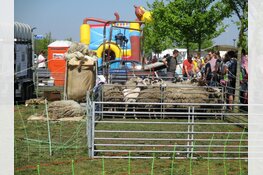 Schaapscheerdag schaapskudde Heerenveen druk bezocht